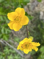 Geum magellanicum
