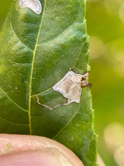 Stigmella longisacca