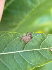 Stigmella longisacca