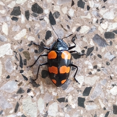Scaphidomorphus bosci