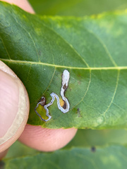 Stigmella longisacca