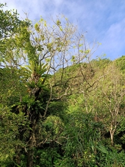 Ehretia dicksonii