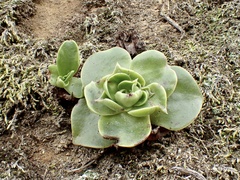 Dudleya stolonifera
