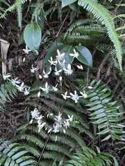 Clematis crassifolia