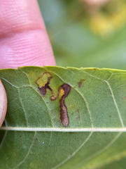 Stigmella longisacca