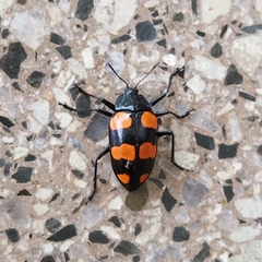 Scaphidomorphus bosci