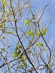 Ehretia dicksonii