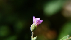 Mirabilis oxybaphoides