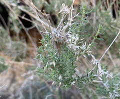 Galium stellatum