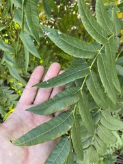 Stigmella longisacca