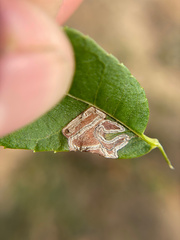 Stigmella longisacca