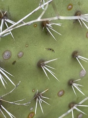 Opuntia semispinosa