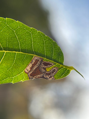 Stigmella longisacca