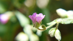 Mirabilis oxybaphoides