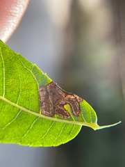 Stigmella longisacca