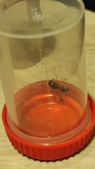 Hypodynerus vespiformis