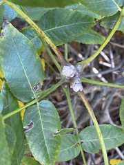 Stigmella longisacca