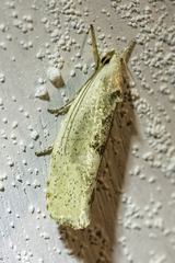 Tymbophora peltastis