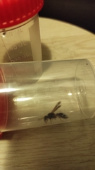 Hypodynerus vespiformis