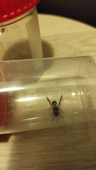 Hypodynerus vespiformis