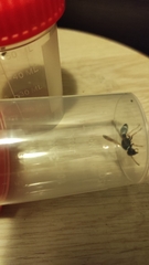 Hypodynerus vespiformis