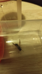 Hypodynerus vespiformis