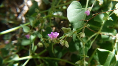Mirabilis oxybaphoides