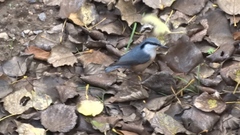 Sitta europaea amurensis