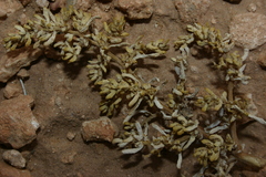 Halogeton sativus
