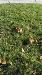 Tricholoma fracticum