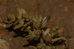 Halogeton sativus