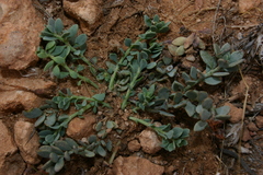 Telephium imperati