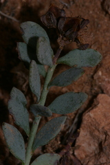 Telephium imperati