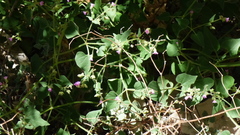 Mirabilis oxybaphoides