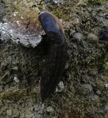 Limacus flavus