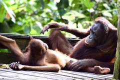 Pongo pygmaeus morio