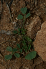 Medicago laciniata