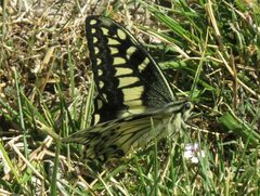 Papilio hospiton