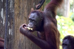 Pongo pygmaeus morio