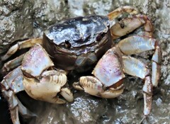 Sarmatium germaini