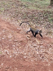 Cercopithecus mitis kolbi