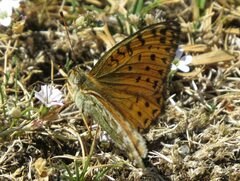 Argynnis elisa