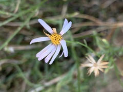 Chaetopappa ericoides