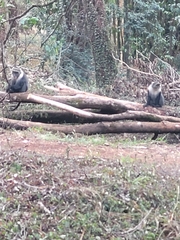 Cercopithecus mitis kolbi