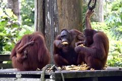 Pongo pygmaeus morio