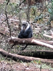 Cercopithecus mitis kolbi