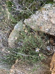 Chaetopappa ericoides