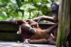 Pongo pygmaeus morio