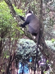 Cercopithecus mitis kolbi