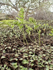 Polypodium californicum